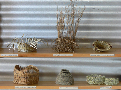 Clifford, Jan - Regeneration